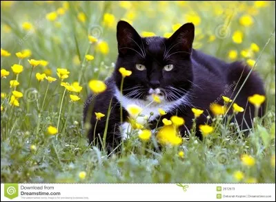 Qui tue Petite Feuille ?