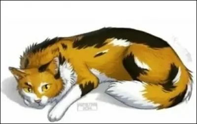 Qui est le chat sur l'image ?