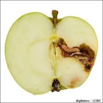 Qu'est-il arrivé à cette pomme ?