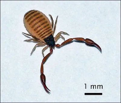 Quel est cet animal ?