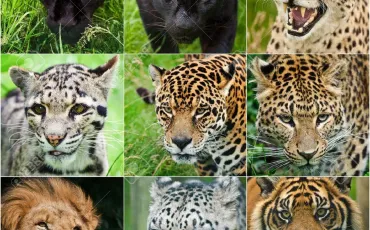 Quiz Felins