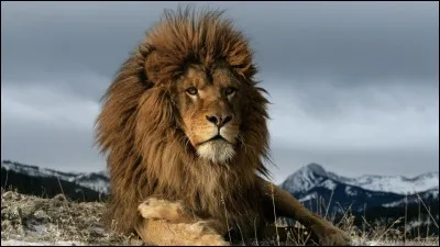 Comment est appelé un groupe de lions ?