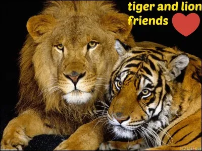 Les lions et les tigres rugissent-ils ?