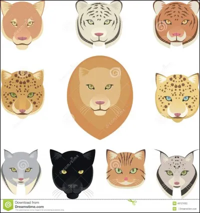 Le tigre, le jaguar, le léopard et le lynx sont tous de grands félins.