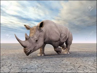 Les rhinocéros ont une excellente vue.