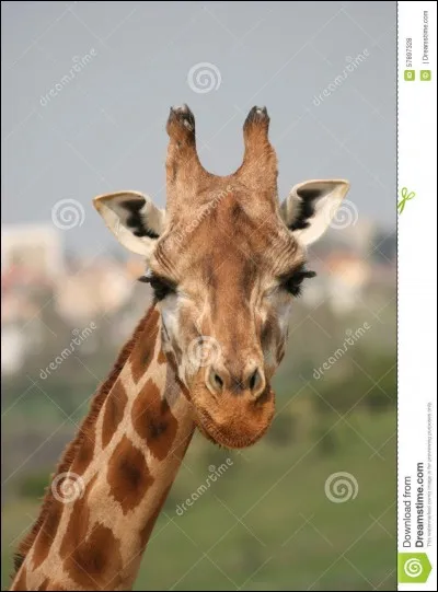 Les girafes se nourrissent surtout :