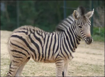 Combien existe-t-il d'espèces de zèbres ?
