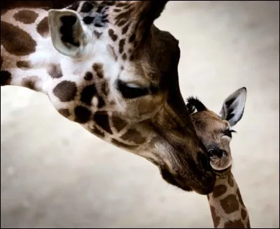 Comment s'appelle le petit de la girafe ?
(Attention : il y a deux réponses)