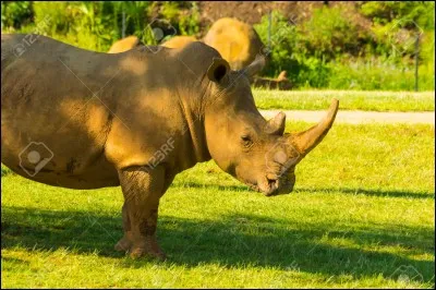Les rhinocéros sont carnivores.