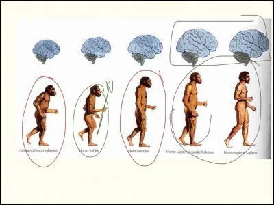 Les premiers homos sont des :