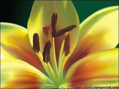 Comment appelle-t-on la tige dans le centre de la fleur ?