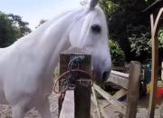 Test Quelle race de cheval es-tu ?