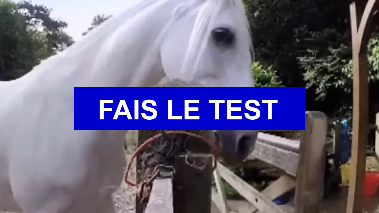 Quel Race De Cheval Es Tu