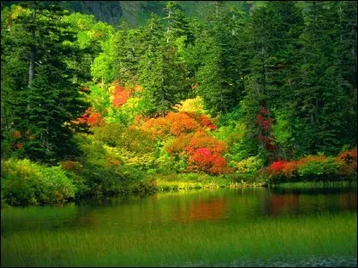 Proverbe d'automne : "En Octobre, le vent met la feuille au champs".