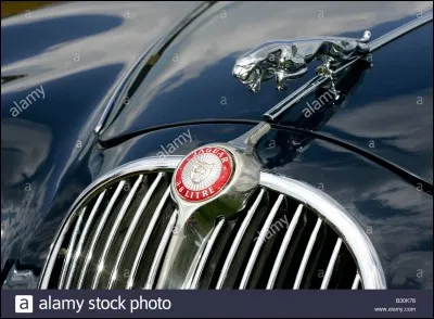 En Guyane française, les Créoles l'appellent Tig, ou tigre !