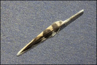 La belle mordorée se cache parmi les trois photos !