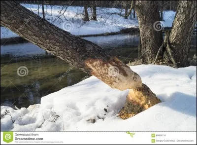 Il fut un temps où on le nommait bièvre !