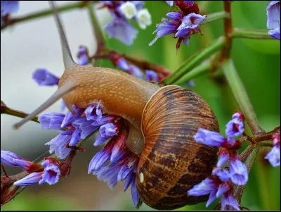 Mais oui, même souples et rétractiles, les cornes font de l'escargot un animal à cornes. Quel est l'usage pour l'escargot de ses "longues cornes" ?