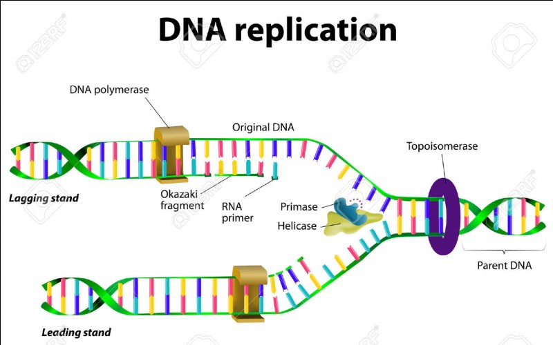 La réplication de l'ADN a lieu...
