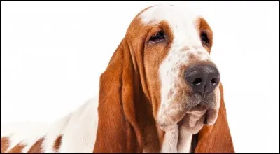 Quelle race de chien est-ce ?