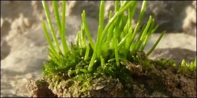 Comment se nomme cette plante ?