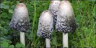Lequel de ces champignons est un agaricacée ?