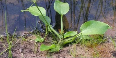 Quelle plante est associé au plantain d'eau ?