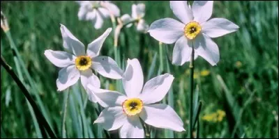 Les Amaryllidacées forment une famille de plantes :