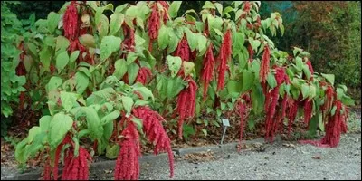 L'amarante a la réputation de ne pas se faner.