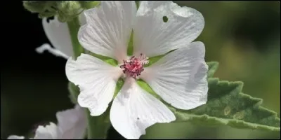 L'althaea est un genre de plantes de la famille des Malvacées car il contient notamment :