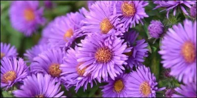 Quelle est cette fleur, dont certaines espèces sont sensibles au mildiou et, surtout, à l'oïdium ?