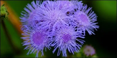 L'ageratum est une fleur estivale. Le nom est d'origine grecque qui signifie :