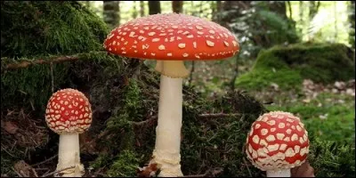Ce champignon est :