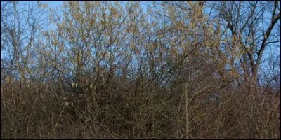 Quel est l'autre nom de l'avelinier ?