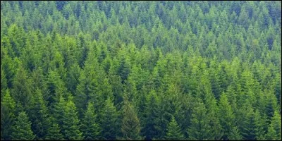 Les sapins sont des abiétacées.