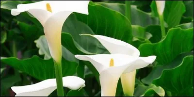 Toutes les parties de l'arum sont :