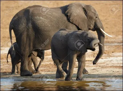 Il y avait parfois des &eacute;l&eacute;phants dans l'ar&egrave;ne du Colis&eacute;e.