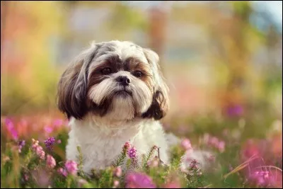 Quelle est la race de ce chien ?