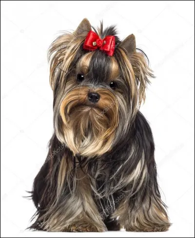 Quelle est la race de ce chien ?