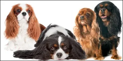 Quelle est la race de ces chiens ?
