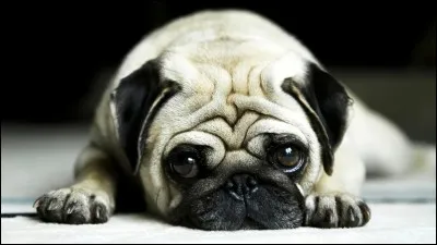 Quelle est la race de ce chien ?