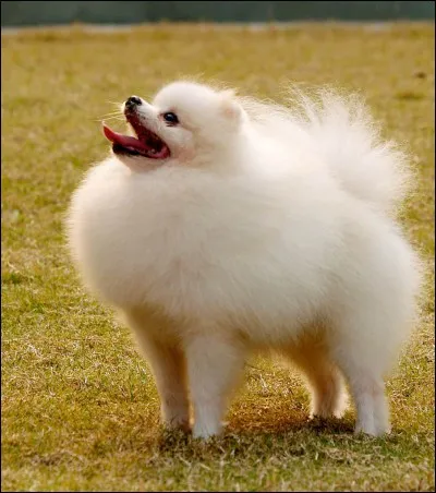 Quelle est la race de ce chien ?