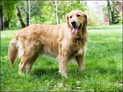 Quelle est la race de ce chien ?
