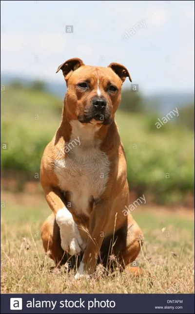 Quelle est la race de ce chien ?