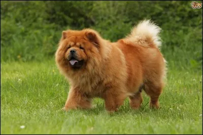 Quelle est la race de ce chien ?