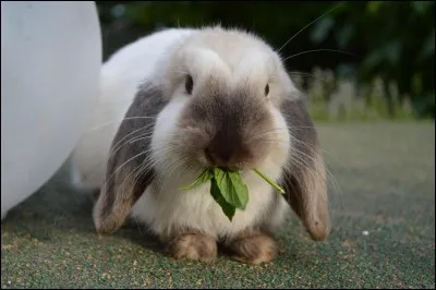 Quelle est la race de ce lapin ?