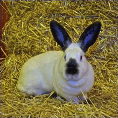 Quelle est la race de ce lapin ?