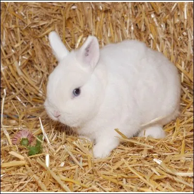 Quelle est la race de ce lapin ?