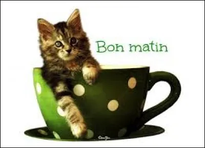 Végétation méditerranéenne constituée de buissons épineux : ma...