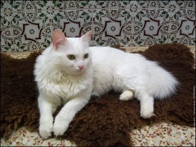 Quelle est la race de ce chat ?